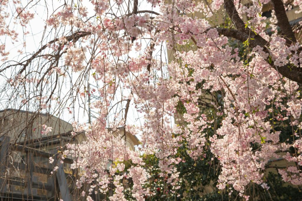 Pink cherry blossom trees in full bloom along a Kyoto temple path in spring, Japan.