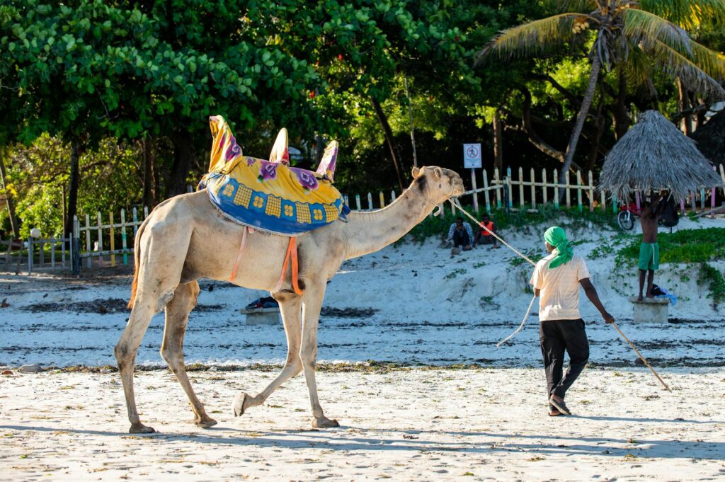 Illustration of Kenya 10 Day Itinerary: The Ultimate Safari, Cities & Stunning Coast