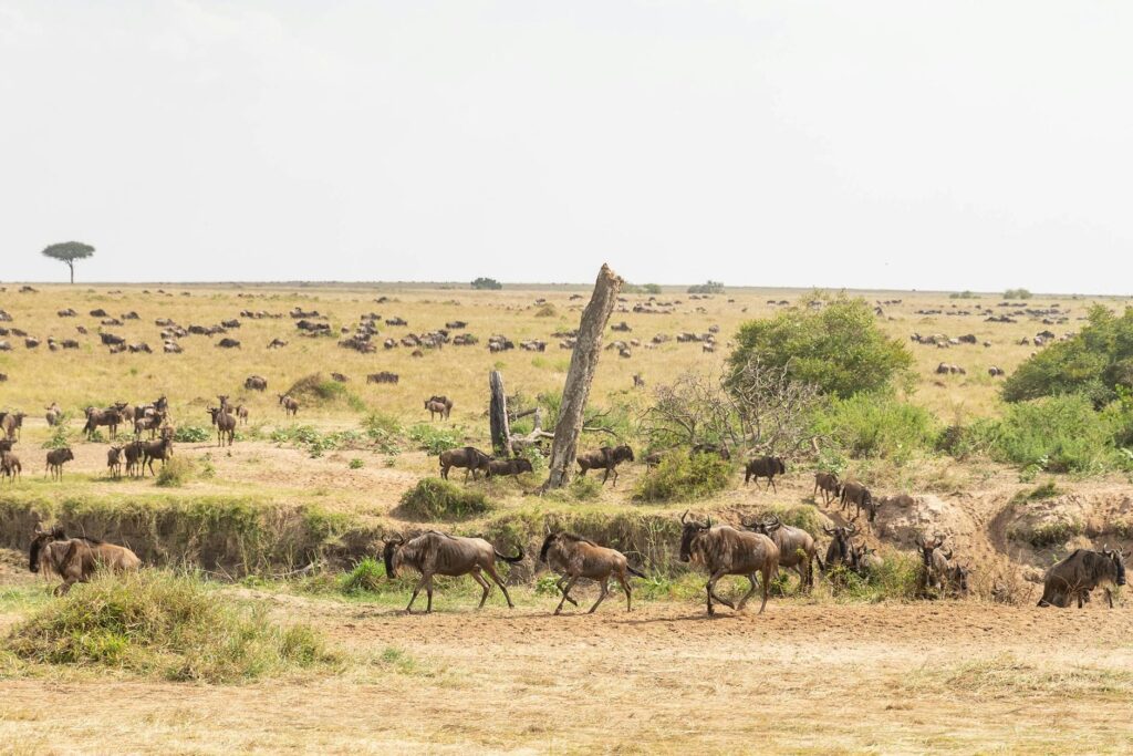 Illustration of Masai Mara Travel Guide: Witness the Stunning Great Migration Effortlessly