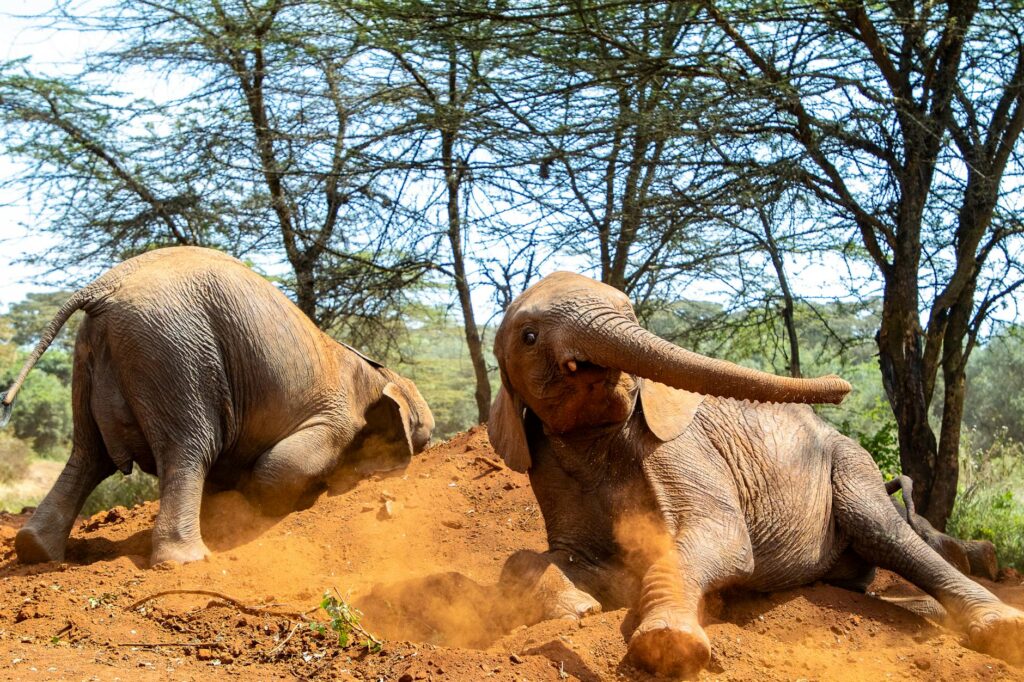 Nairobi things to do illustration for Nairobi Travel Guide: Essential Tips & Stunning Things to Do in Kenya