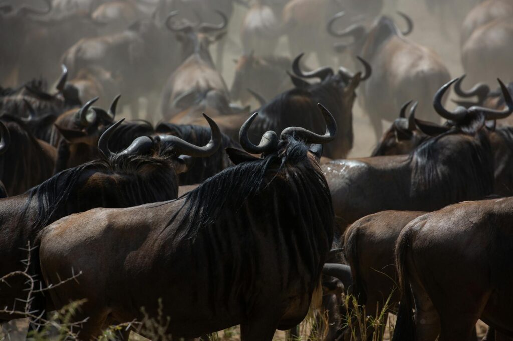 Illustration of Serengeti Safari Guide: Essential Tips for an Unforgettable Tanzania Adventure