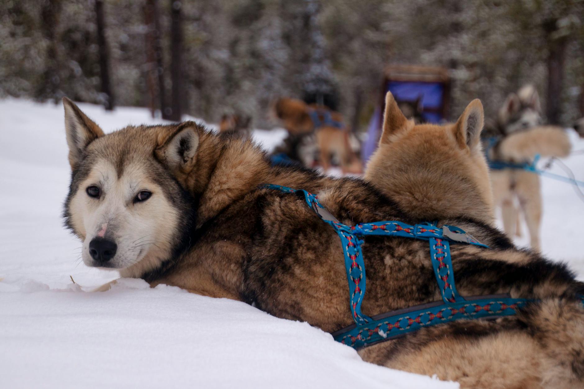 Illustration of Swedish Lapland Travel Guide: Stunning Dog Sledding, Saunas & Aurora Magic