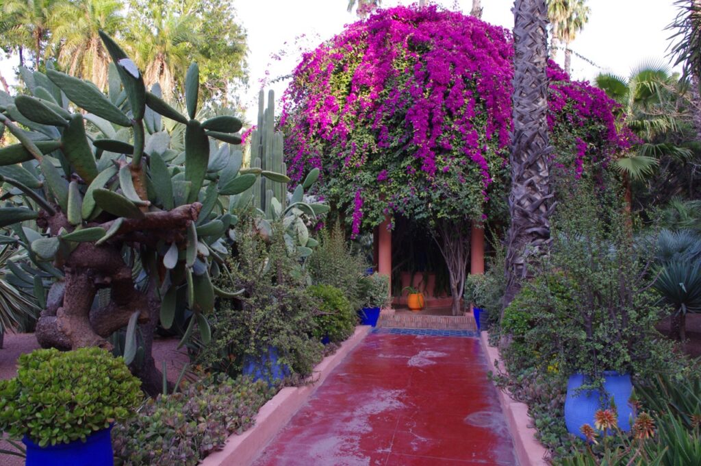 Cacti, bougainvillea and cobalt-blue pots in the Jardin Majorelle, Marrakech