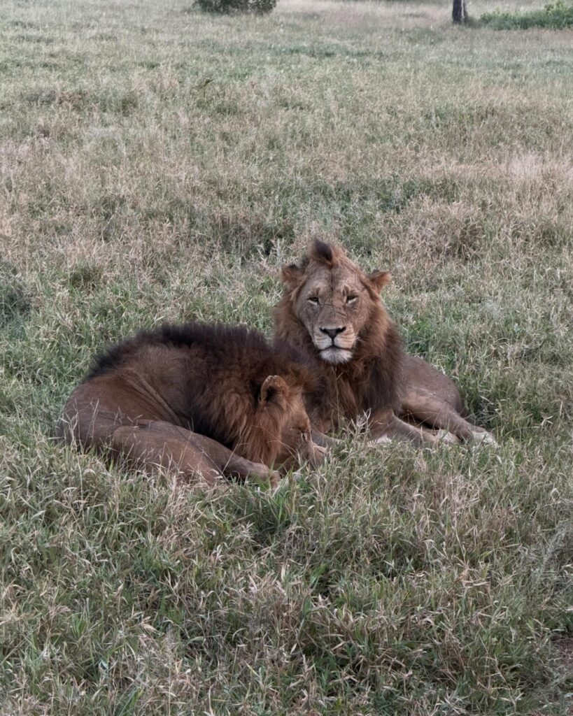 Two male lions resting in long grass on our Sabi Sands game drive