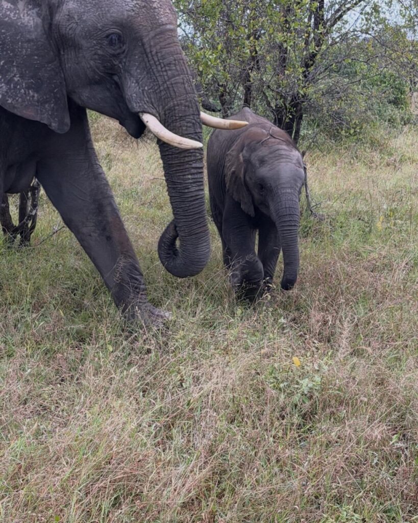 An elephant and her calf grazing close to our vehicle on a Sabi Sands game drive