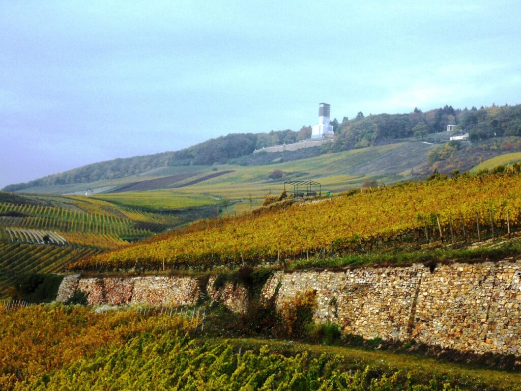 Autumn vineyards above Rüdesheim am Rhein, with the Niederwald Monument on the hilltop