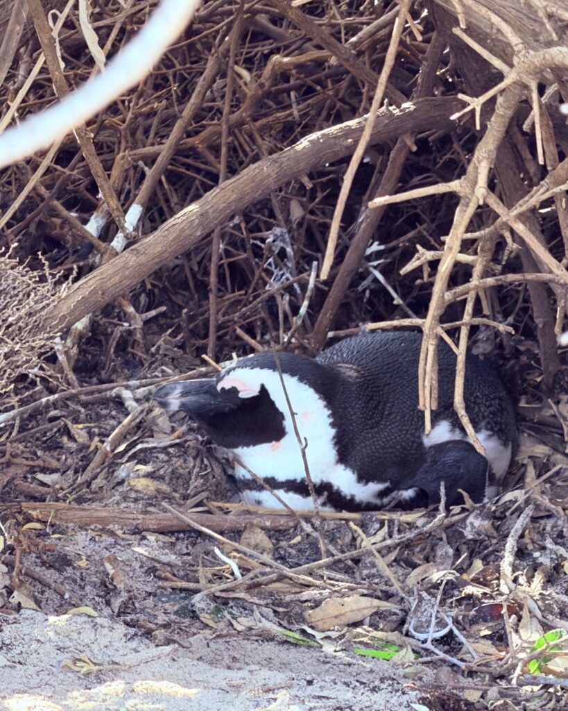 An African penguin nesting under the bushes at Boulders Beach near Simon's Town