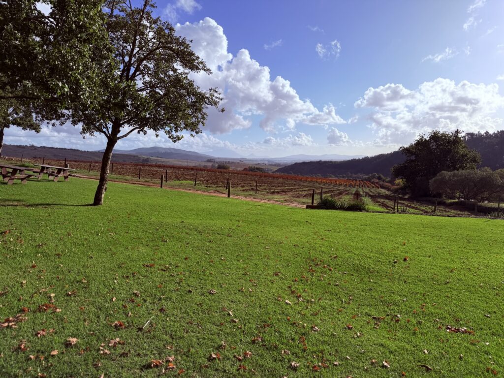 Sunny lawns and oak trees looking out over the vineyards at Muratie Wine Estate on the Simonsberg, Stellenbosch