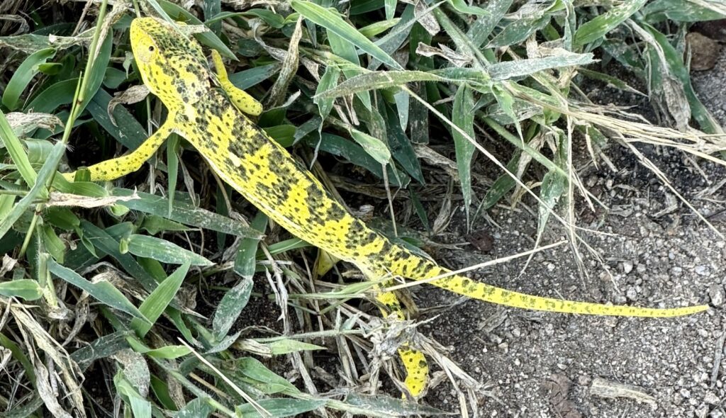 A bright yellow flap-necked chameleon in the grass beside the track, spotted on a Sabi Sands drive