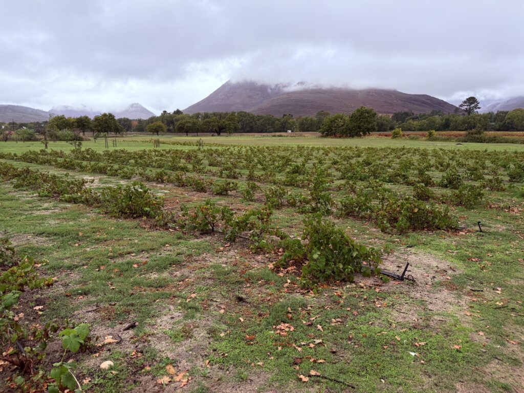 Rows of vines in the Franschhoek Valley with cloud-capped mountains behind, a classic Cape Winelands view
