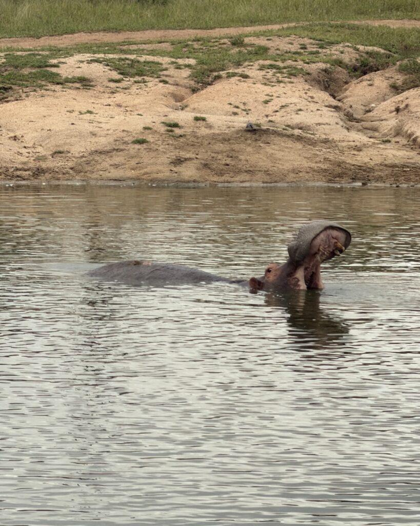 A hippo yawning in a waterhole on an early-morning game drive in the Sabi Sands