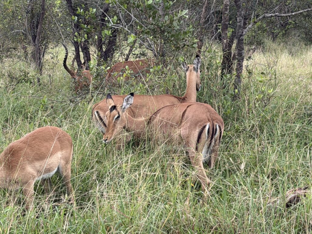 Impala grazing in tall green-season grass in the Sabi Sands, where thick bush makes animals harder to spot