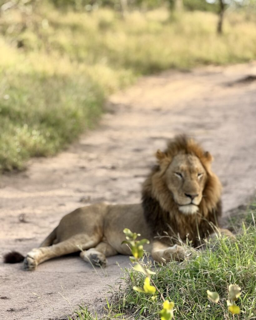 A male lion lying at the edge of a sandy track, watching our game-drive vehicle in the Sabi Sands