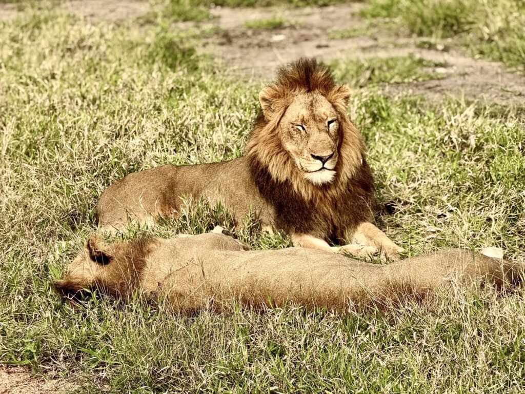 A black-maned male lion resting beside a lioness on our Sabi Sands game drive, next to Kruger National Park