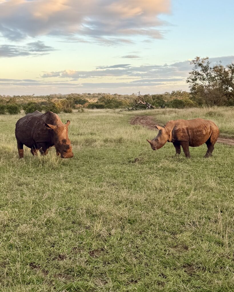 Two white rhinos grazing at golden hour on our Kruger safari in the Sabi Sands