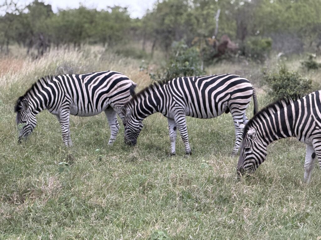 Zebras grazing on lush green-season grass in the Sabi Sands at the end of April